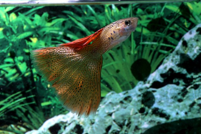 Guppy Images